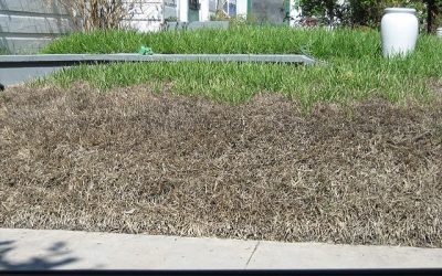 What to do About Your Unhealthy Lawn?