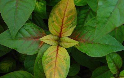 Landscape Plant Care – Yellowing Leaves