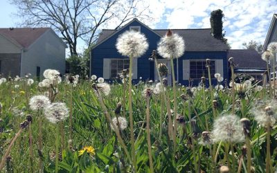 Landscape Weeds – Dandelions
