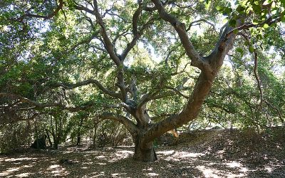 Crescenta Valley Planting – Coast Live Oak Trees (Quercus agrifolia)