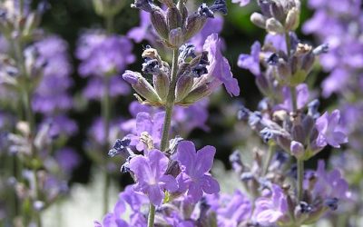 Landscape Planting – English Lavender – Lavandula angustifolia
