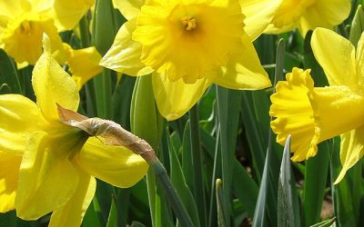 Landscape Planting – Daffodils – Narcissus spp.