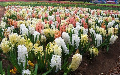 Landscape Planting – Hyacinth – Hyacinthus orientalis