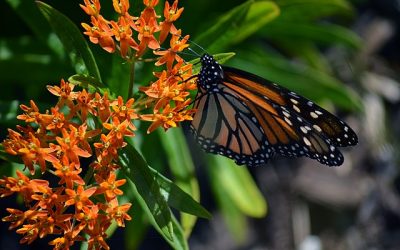 Landscape Planting – Butterfly Weed – Asclepias tuberosa