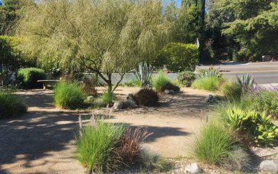 Enhancing Landscapes in Los Angeles: The Advantages of Choosing Native Plants