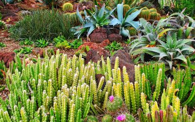 Green Without The Guilt: Crafting a Drought-Tolerant Oasis in Los Angeles